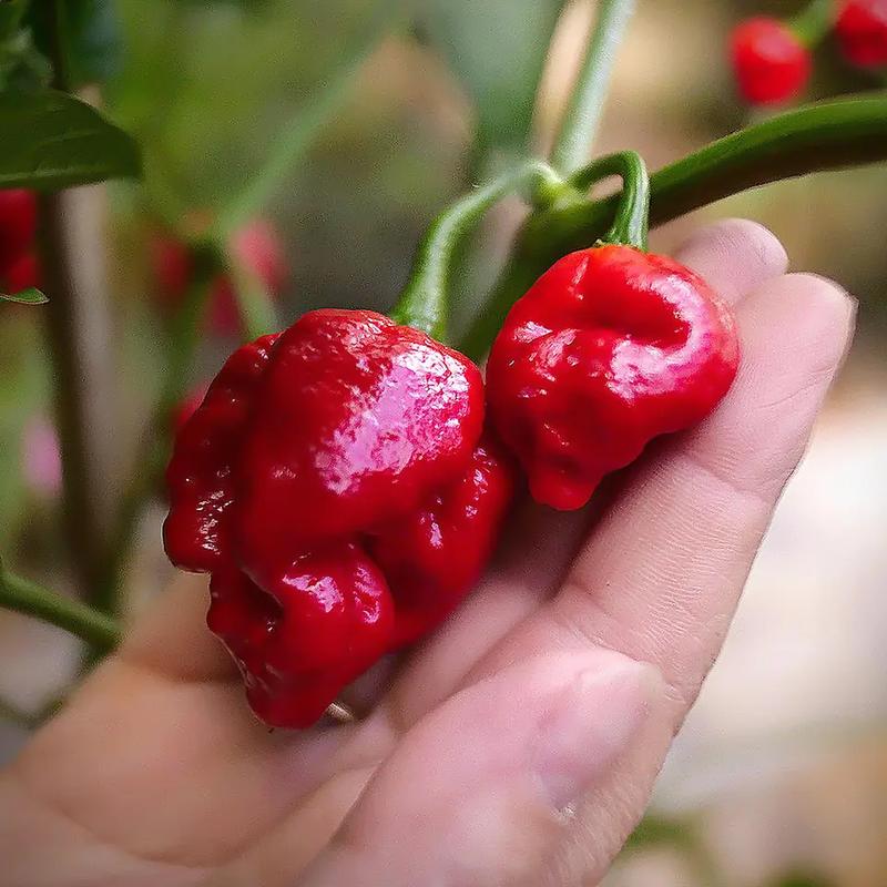 Moruga Scorpion Chill