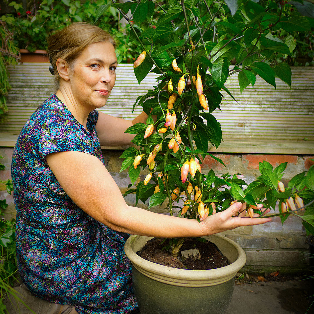 Peach Gum Tiger chilli