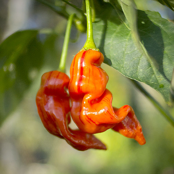 sugar rush stripey chilli