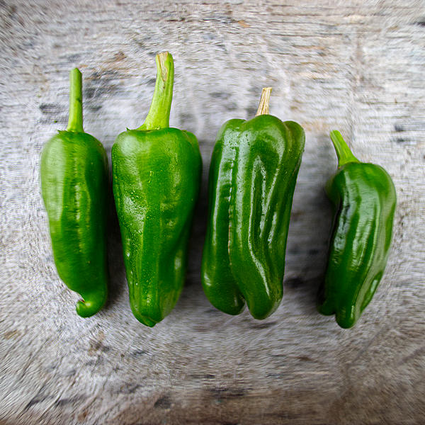 Pimiento de Padron chilli 