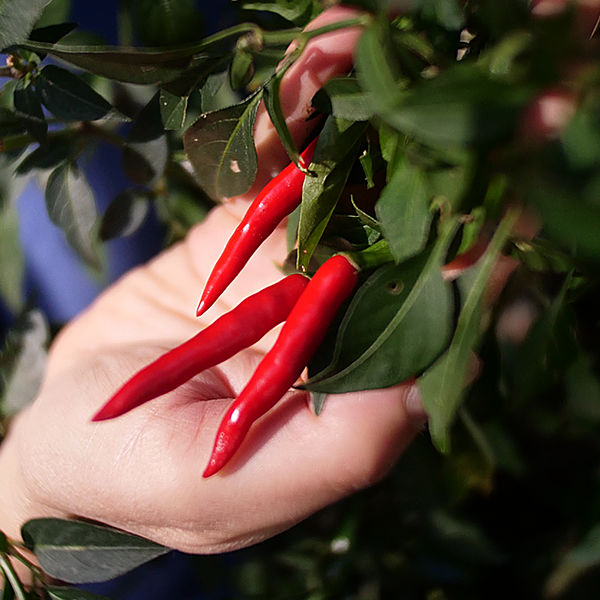 Ring of Fire Cayenne 