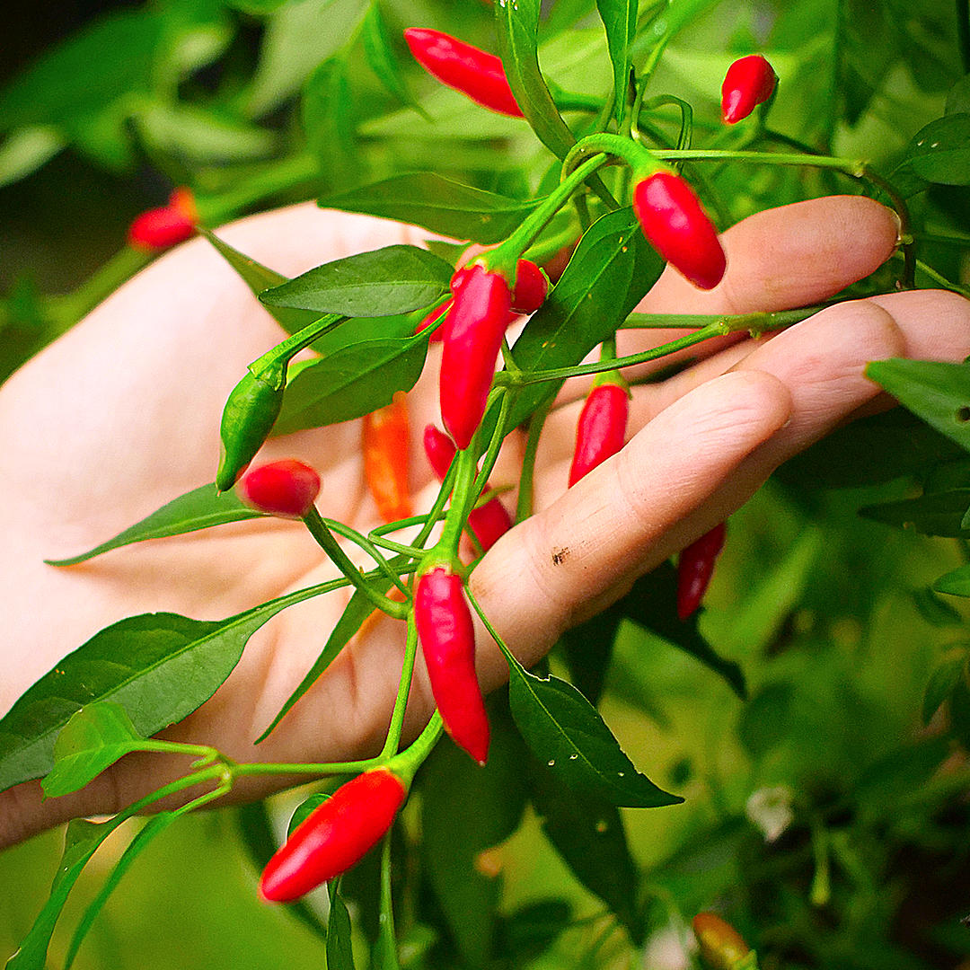 Bird's Eye chilli