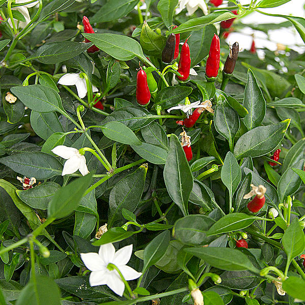 thai demon chilli