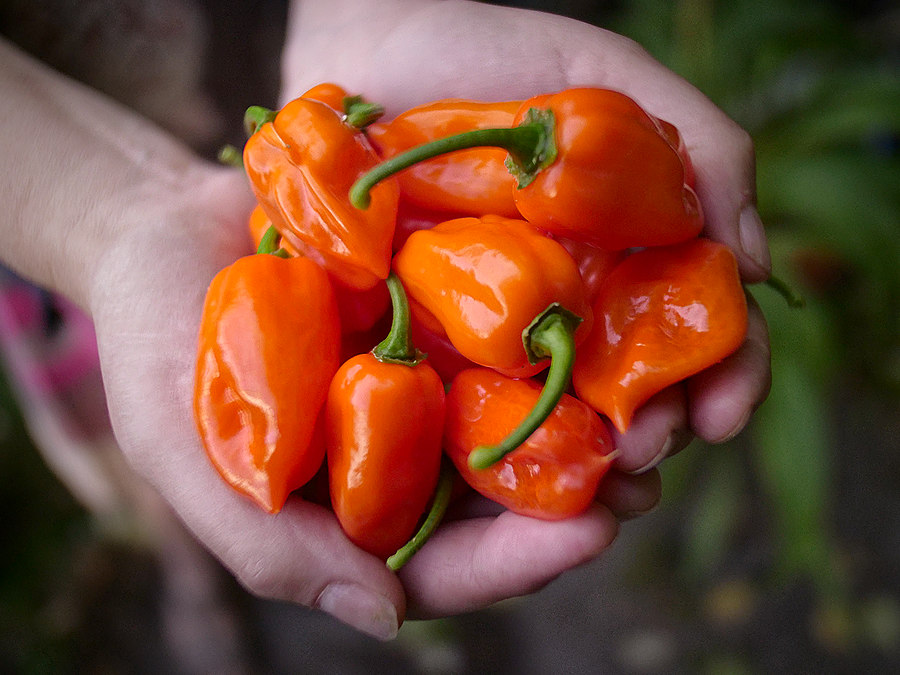 orange-habanero-chilli-pods