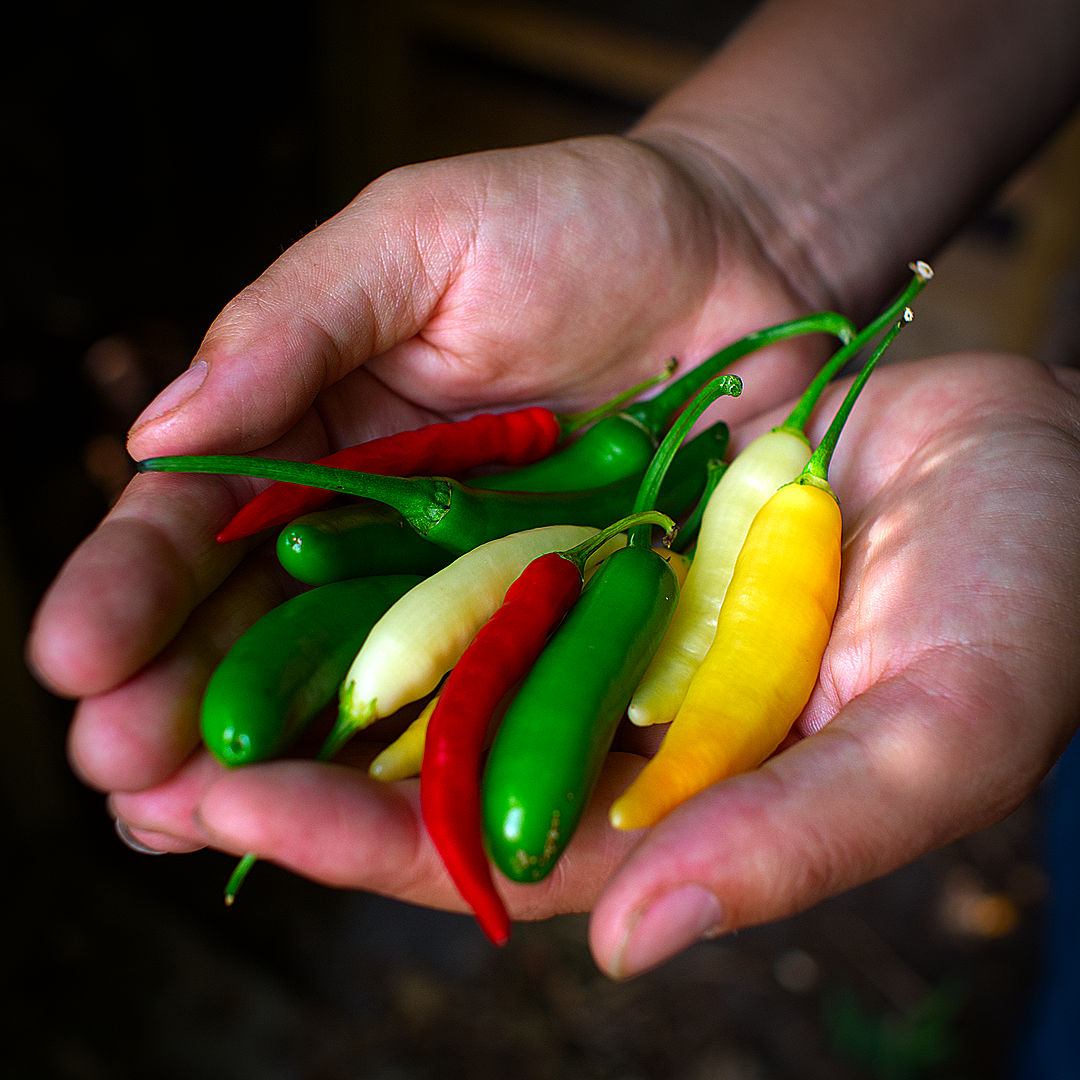 Cook's chillies