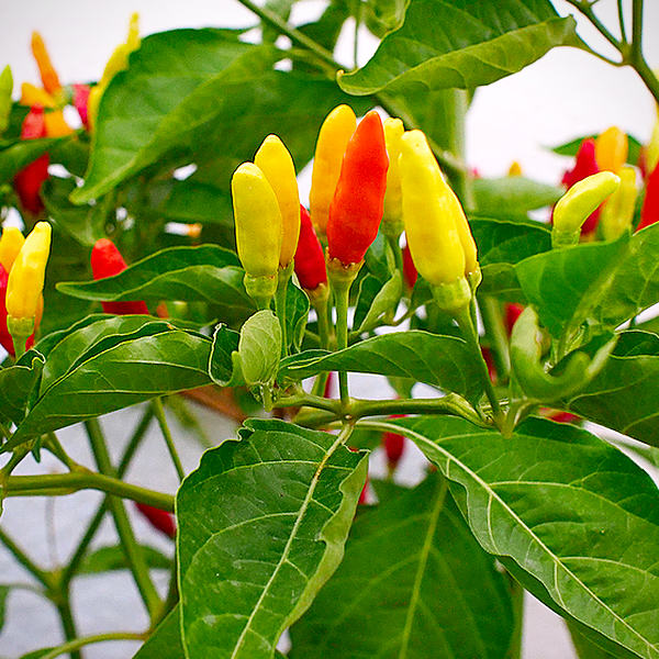 Tabasco chilli