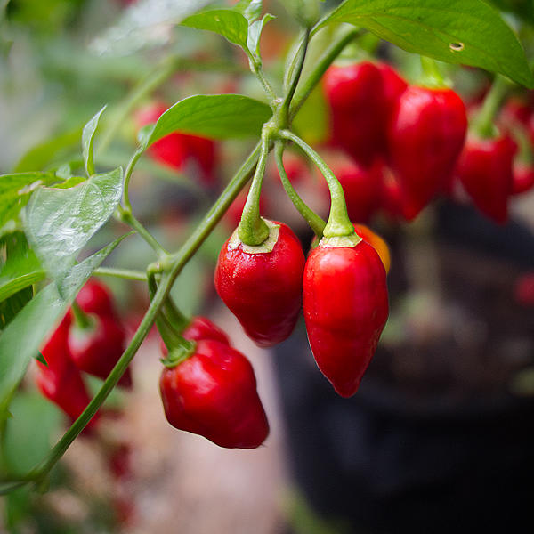 raging bull chilli