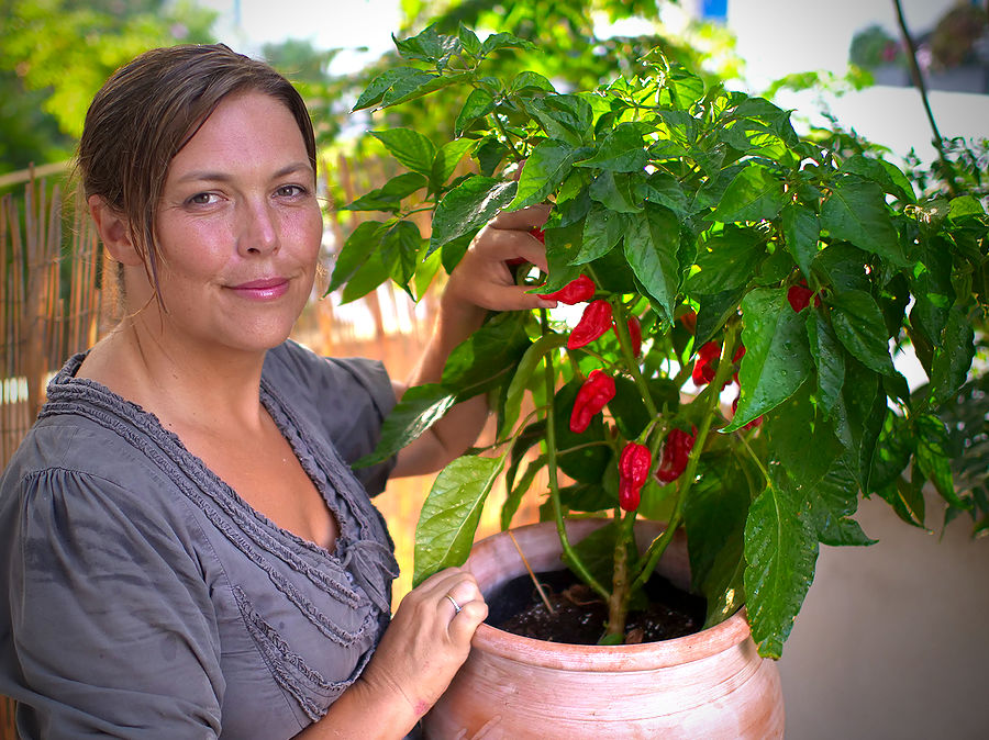 bhut-chilli-plant