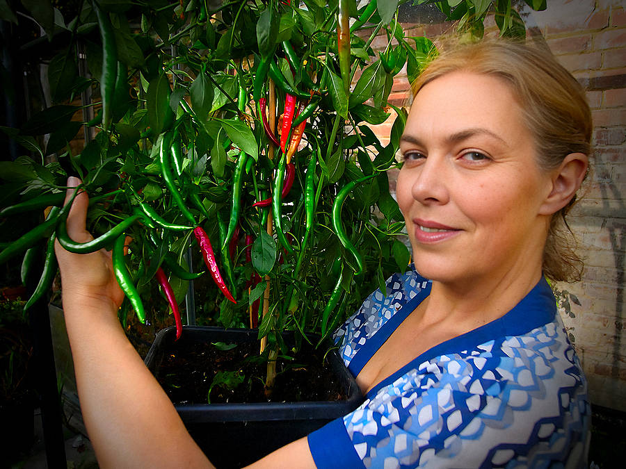 kashmiri-chilli-plant