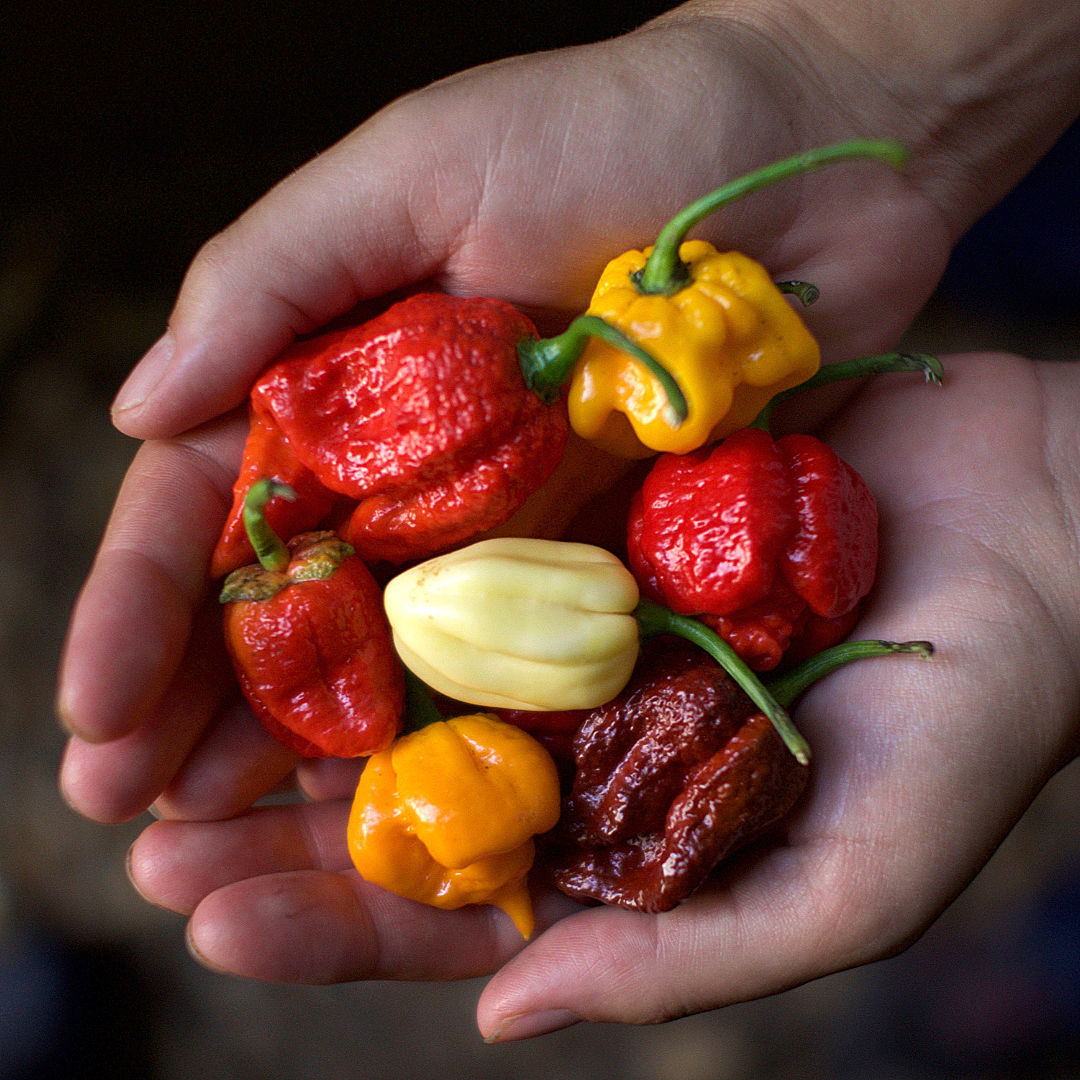super hot chilli selection