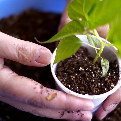 world of chillies potting on chilli