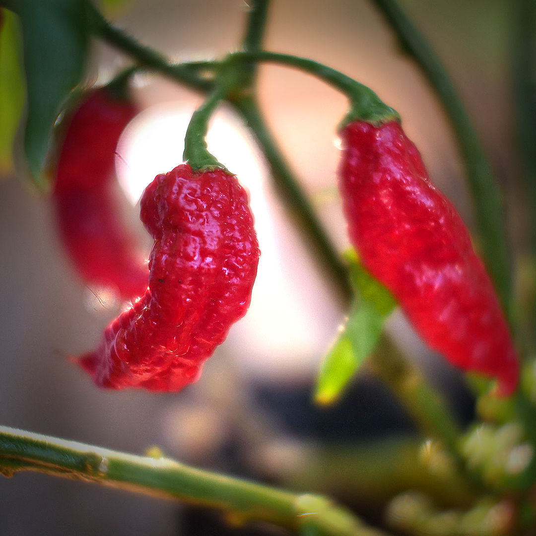Red Bhut Jolokia