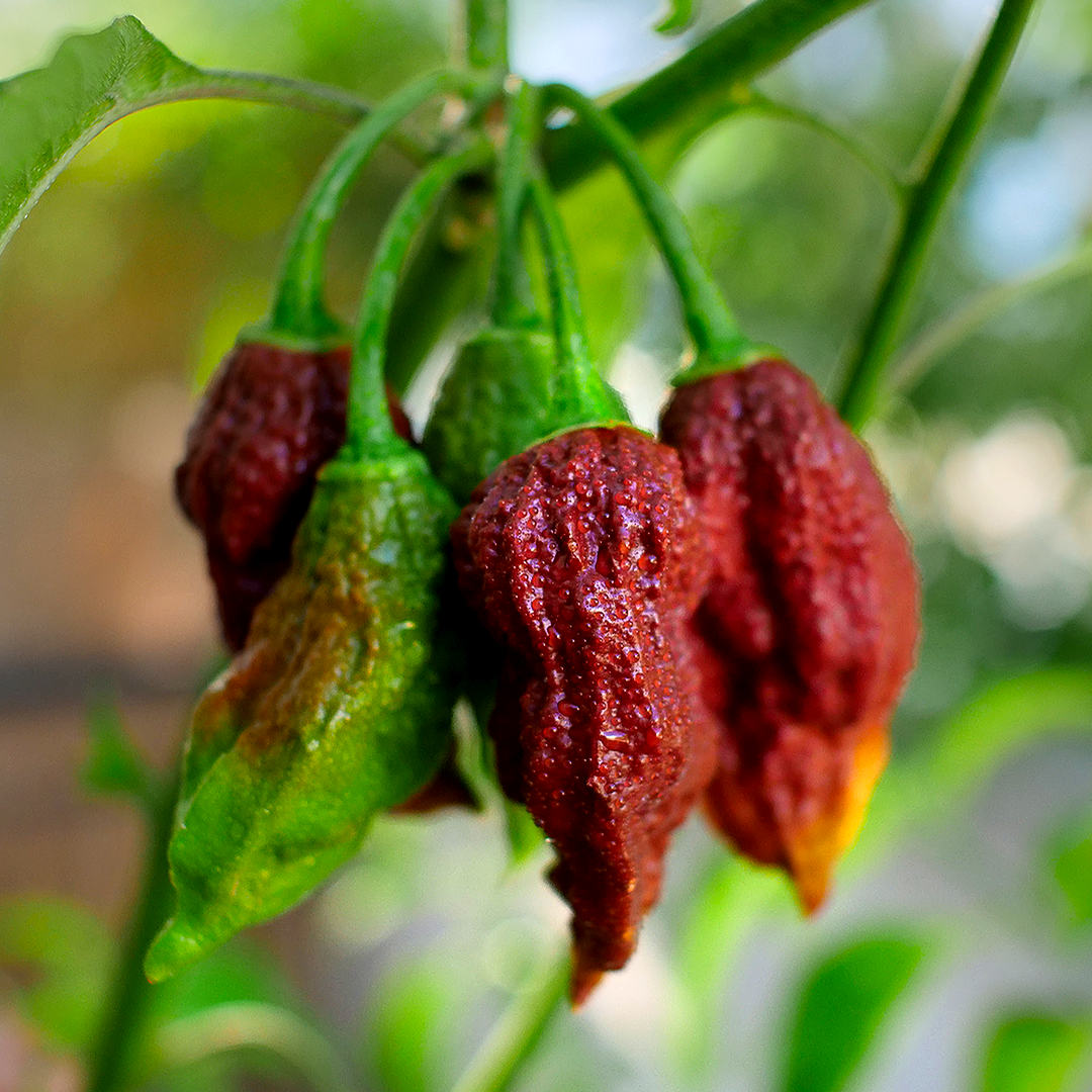 Chocolate Bhut Jolokia Seeds