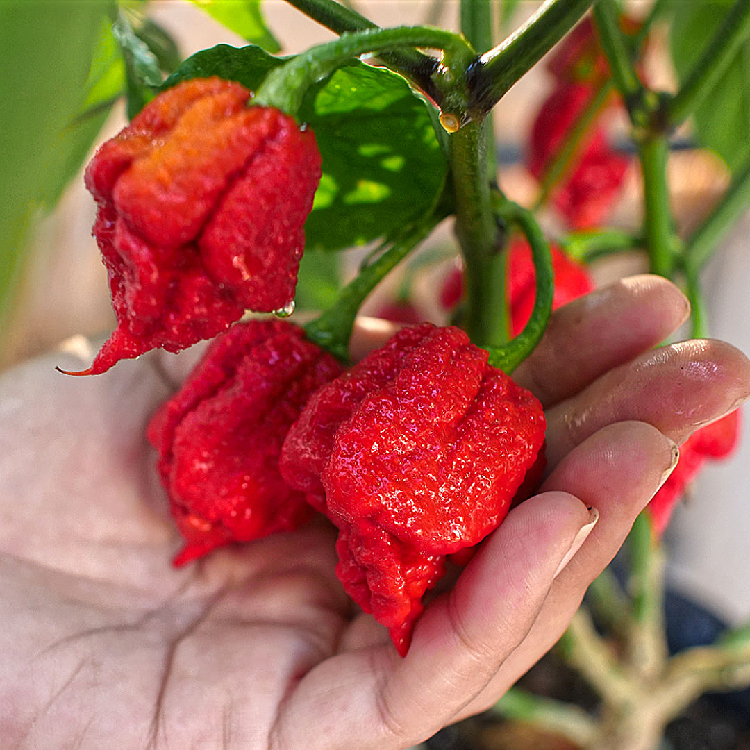 Carolina Reaper Chilli