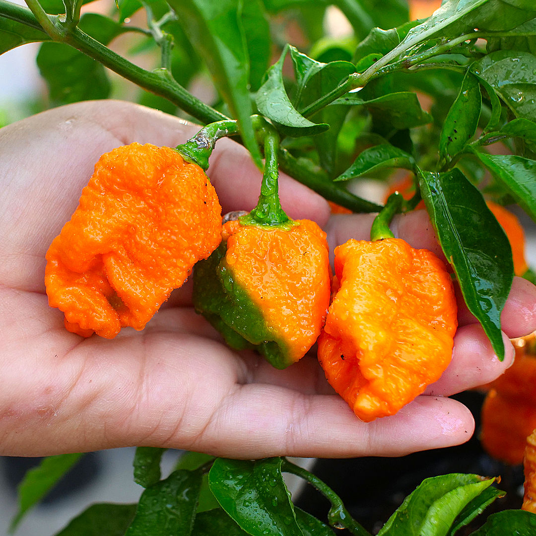 Jays Peach Ghost Chilli 