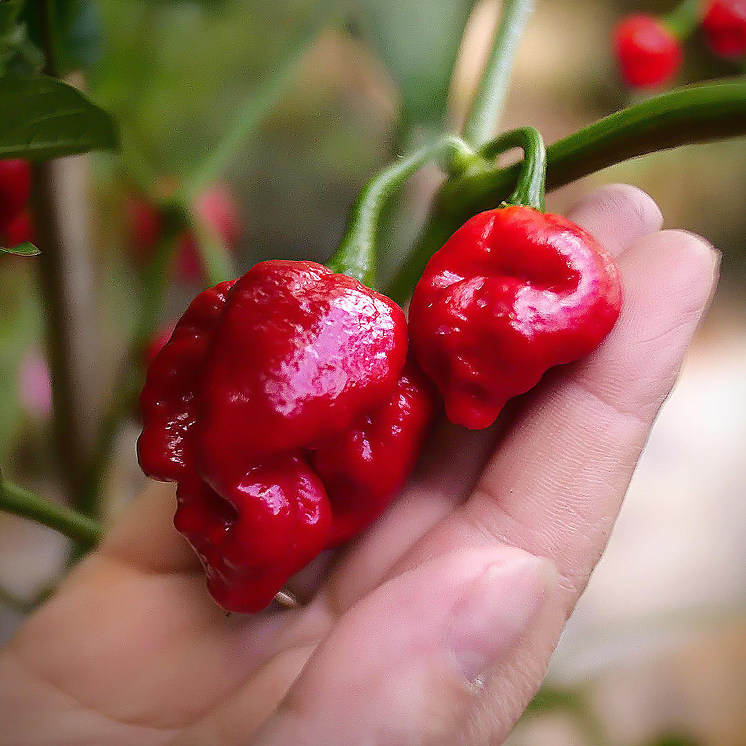 Moruga Scorpion Chilli seeds