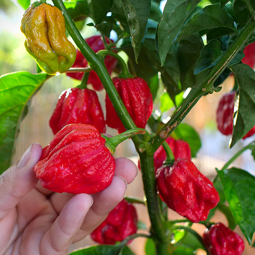 Red Seven Pot chilli