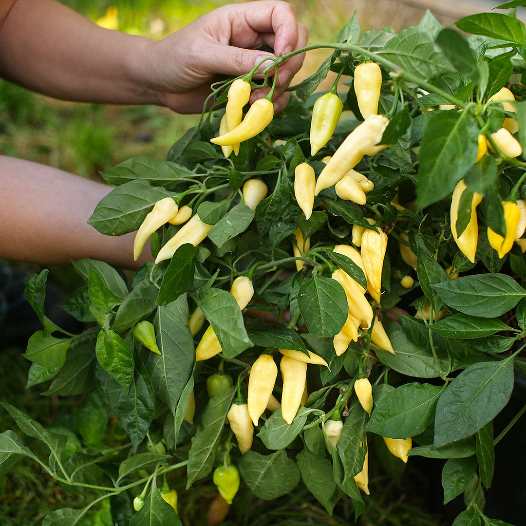 The Wraith chilli