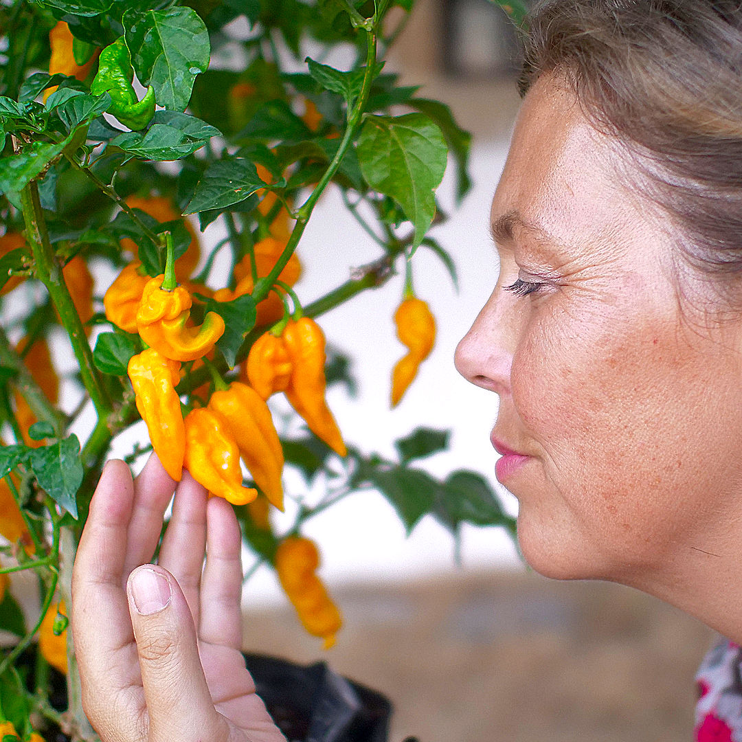 Fatalii chilli