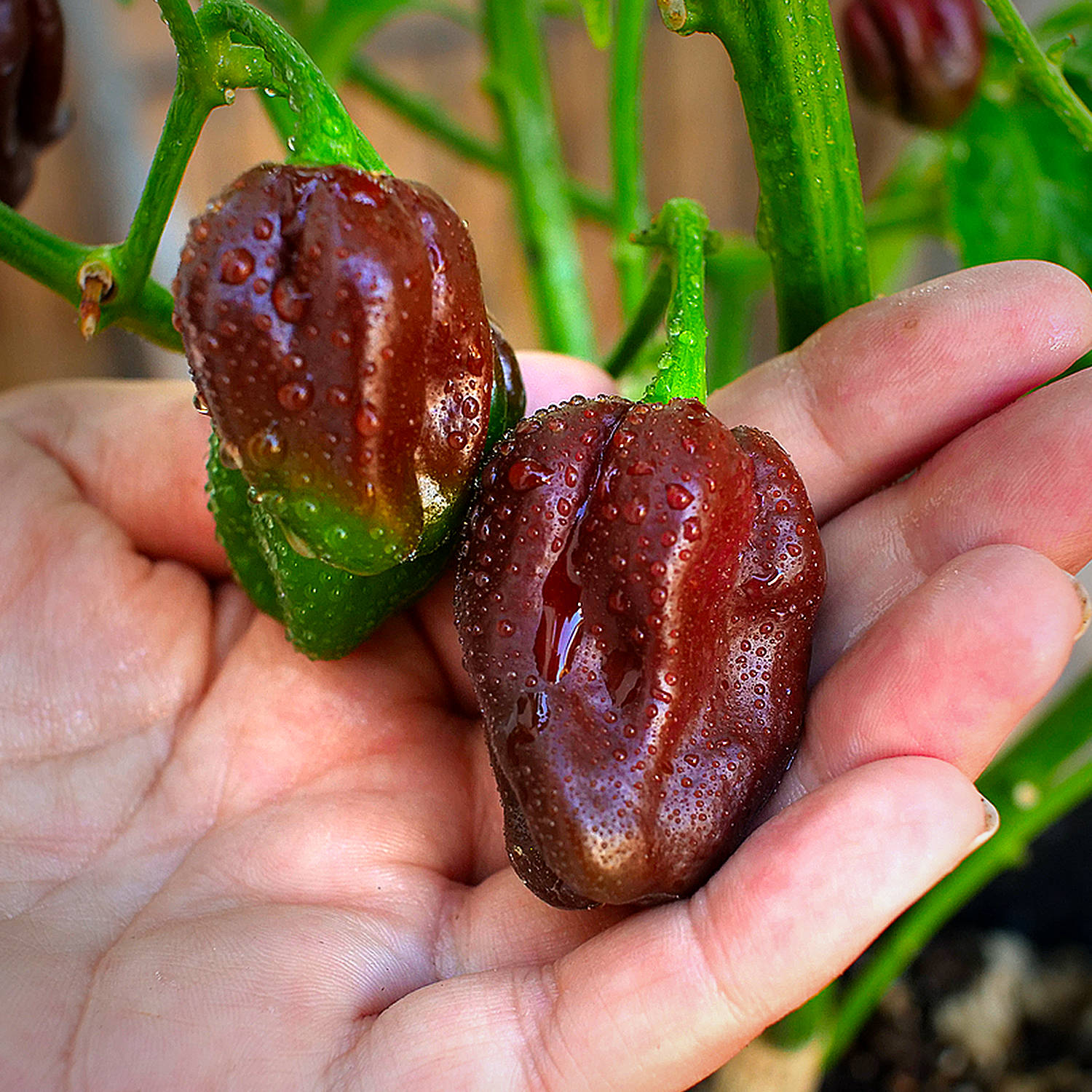 Chocolate Habanero chilli