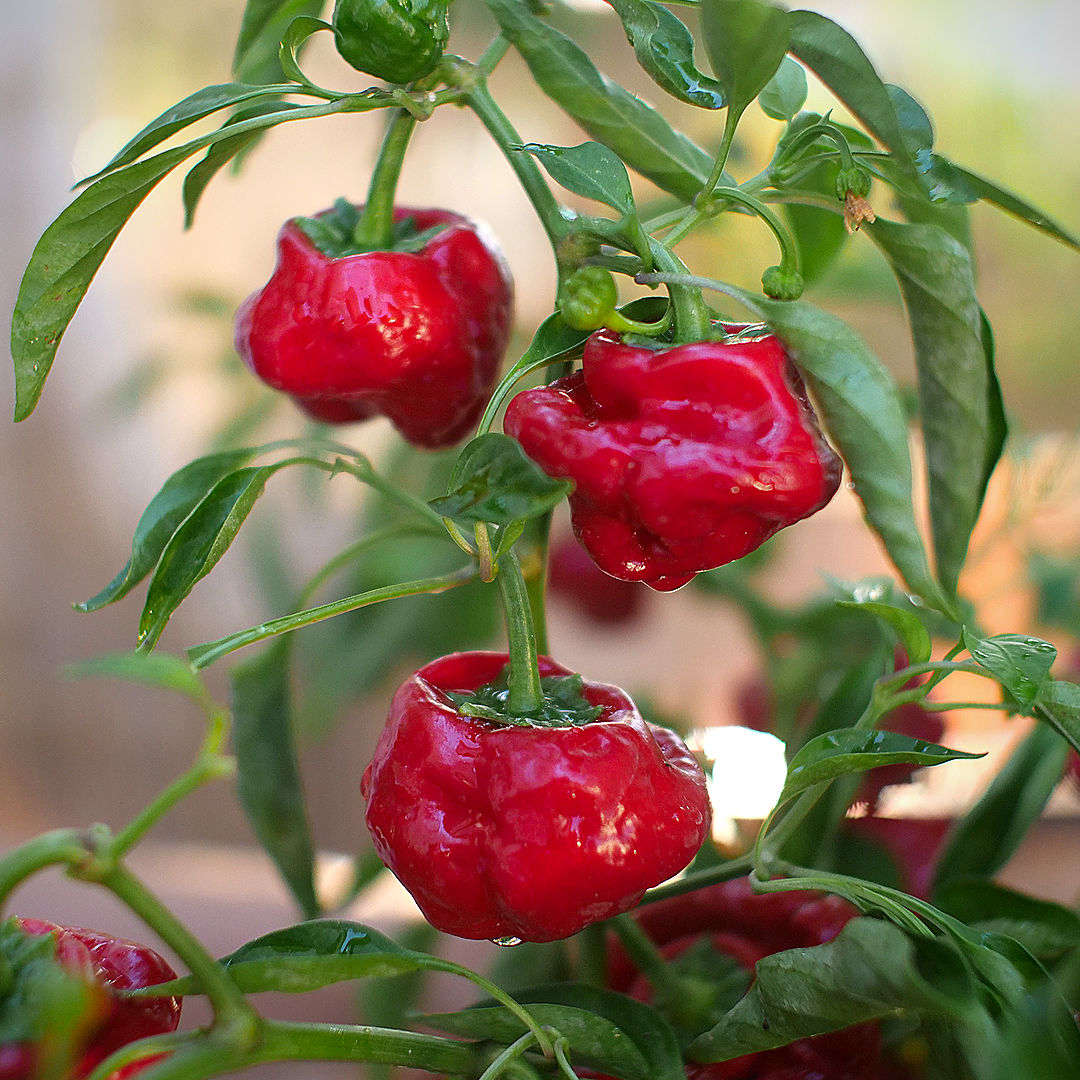 Jamaican Hot chilli