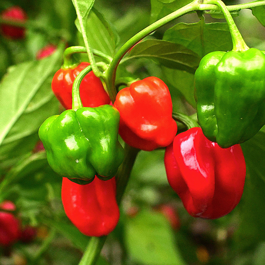 Scotch Bonnet chilli