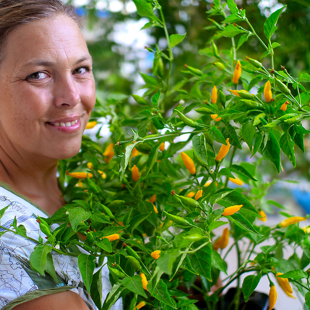 Lemon Aji chilli seeds
