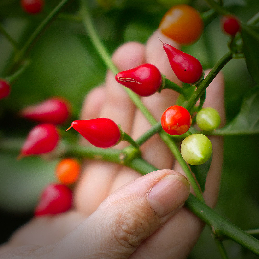 Red Biquinho chilli