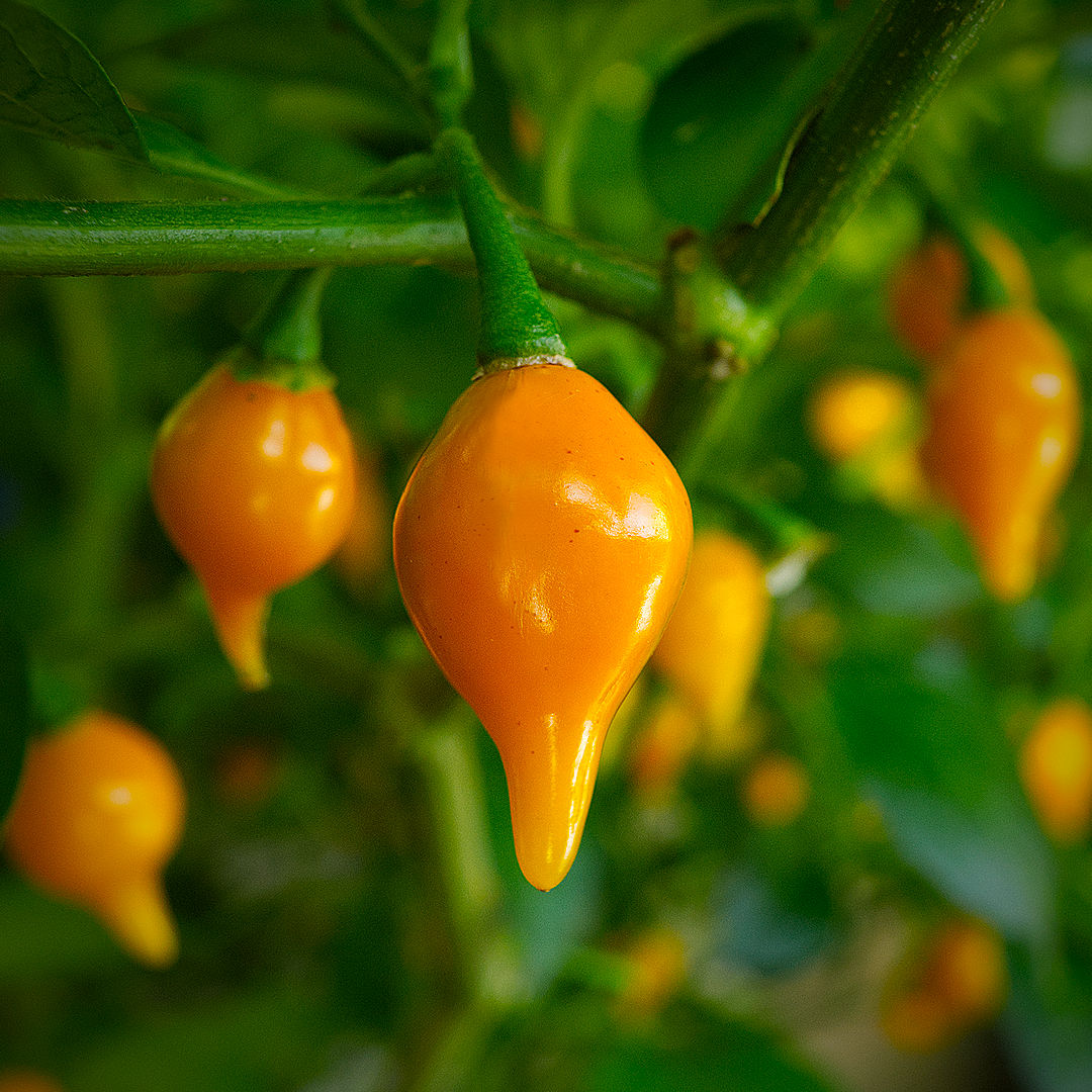 Yellow Biquinho chilli 