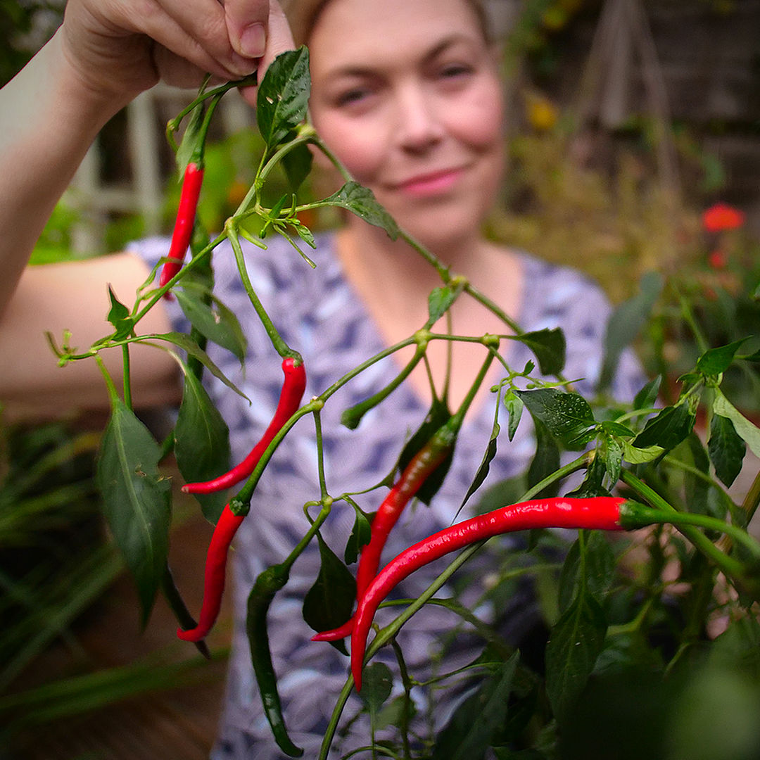 Chang Rai chilli seeds
