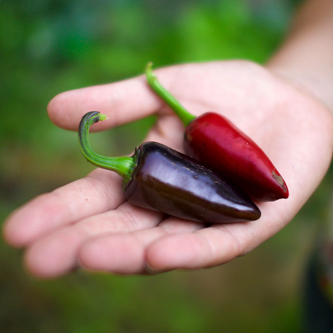 Purple Jalapeno chilli 