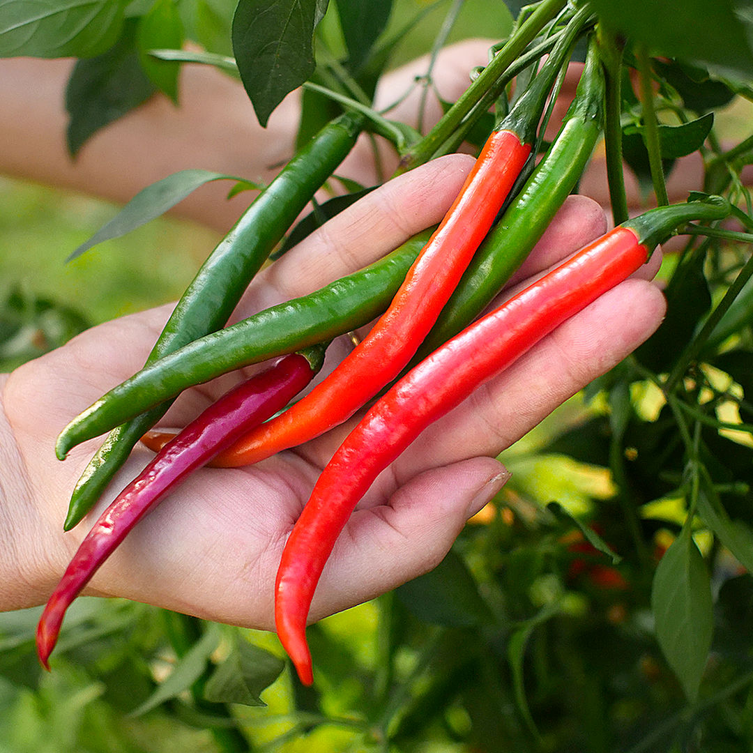 Kashmiri Mirch chilli