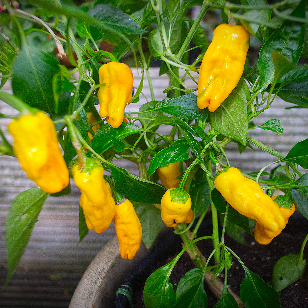 Pepperonici chilli