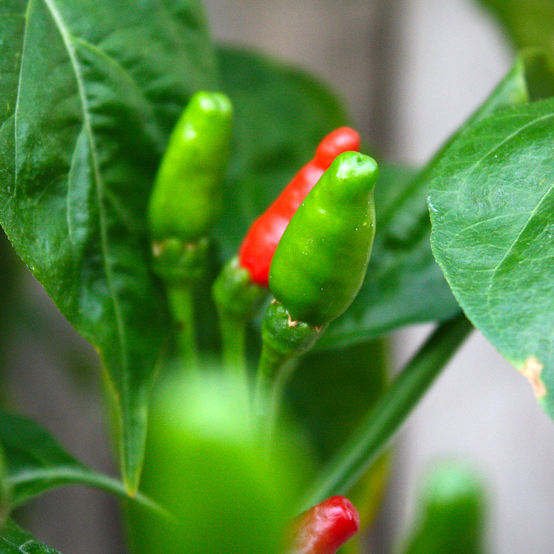 Piri Piri chilli