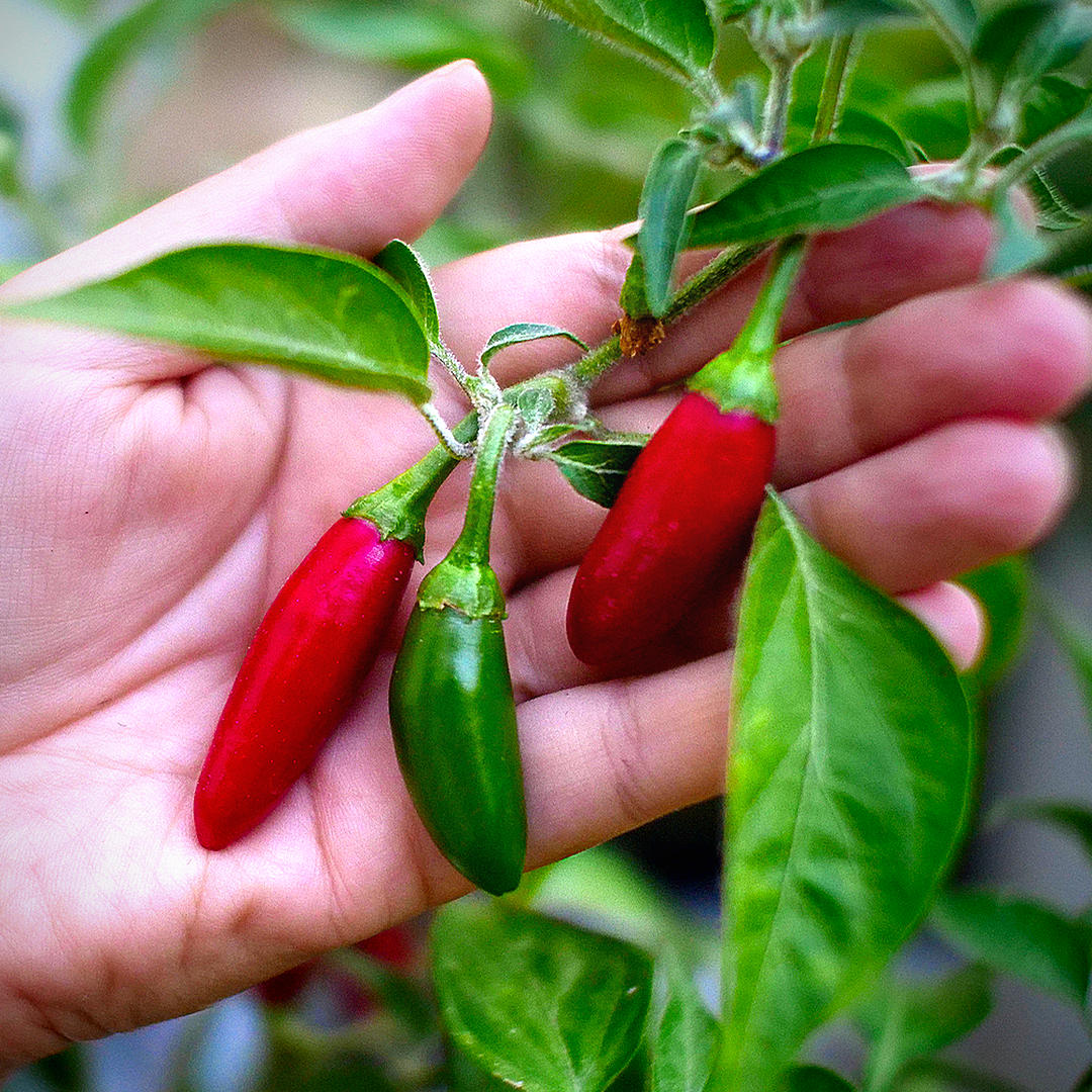 Serrano chilli