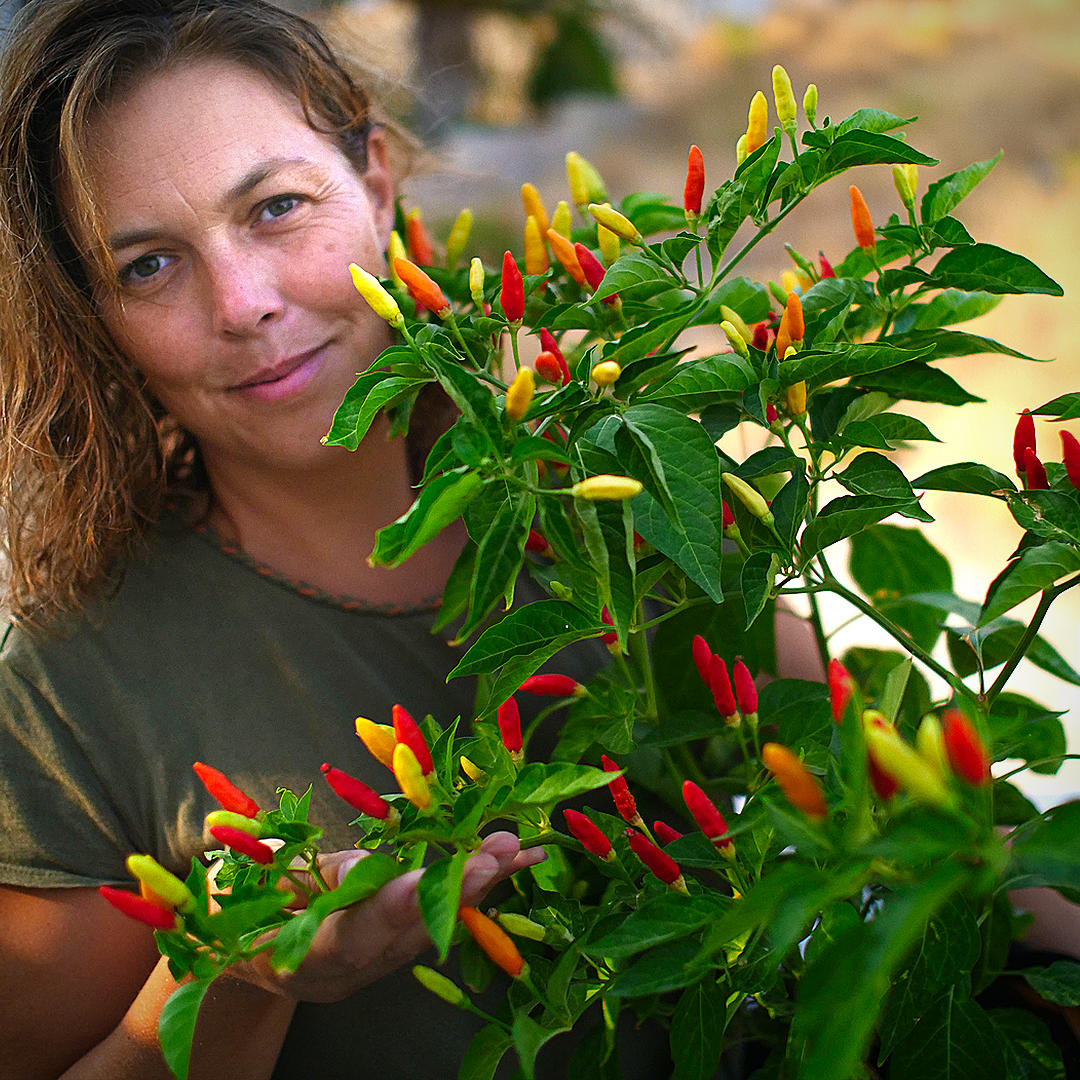 Tabasco chilli