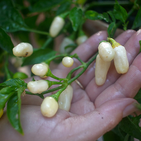 White Habanero chilli