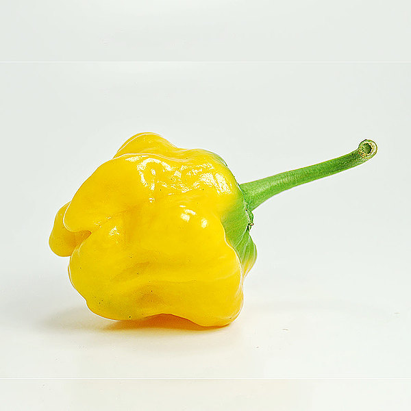 Yellow Jamaican Hot chilli