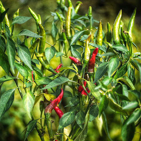 Takanotsume chilli