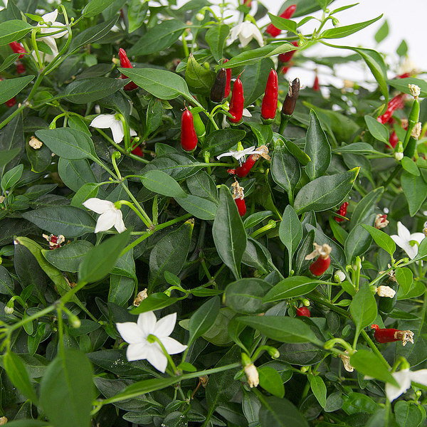 Thai Demon chilli