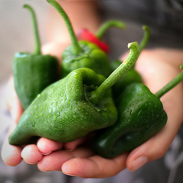 Ancho chilli