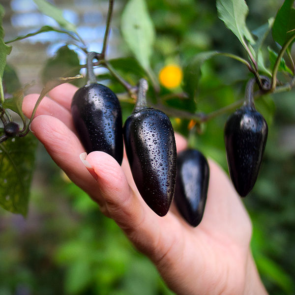 Hungarian Black chilli