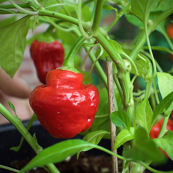 Red Mushroom chilli