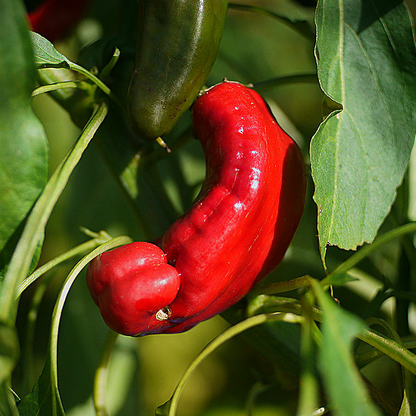 Peter Pepper chilli
