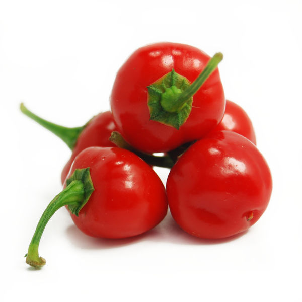 Satans Kiss chilli