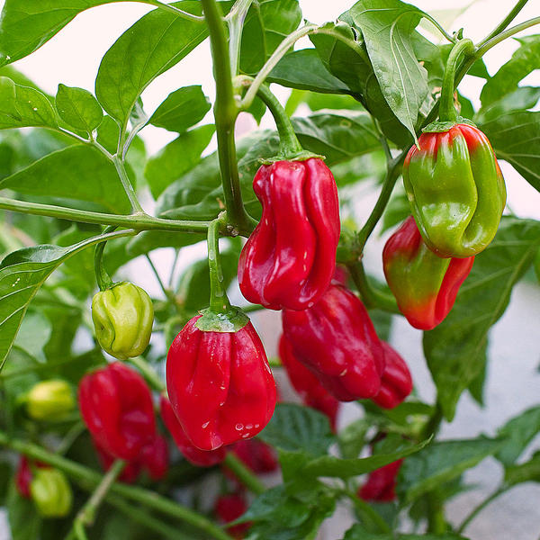 Red Habanero chilli