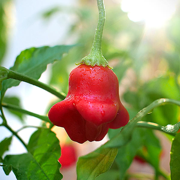 Bishop's Crown chilli