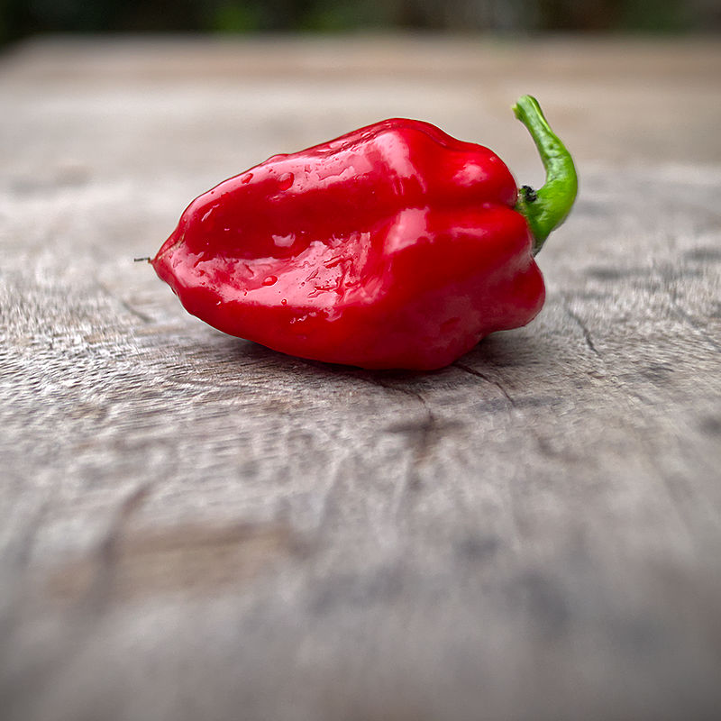 Red Seven Pot chilli
