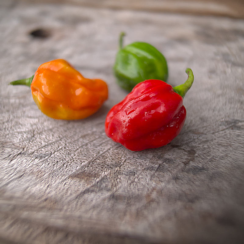 Scotch Bonnet chilli