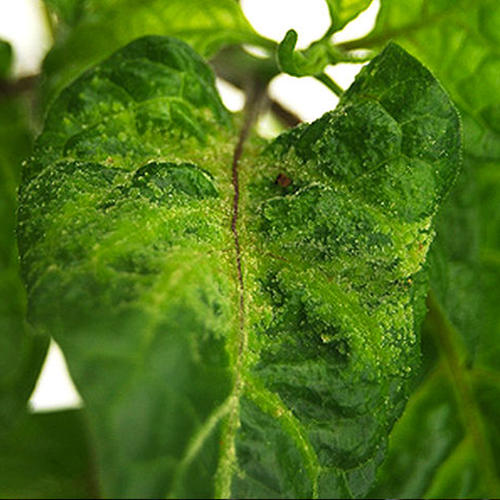 world of chillies chilli edema